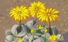 Yellow Daisy Cluster Badge - Solitaire Gardens