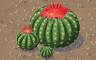 Barrel Cactus Trio Badge - Solitaire Gardens