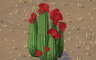 Blooming Cacti Badge - Solitaire Gardens