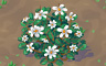 Daisy Patch (white) Badge - Solitaire Gardens