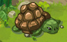 Baby Tortoise Badge - Solitaire Gardens