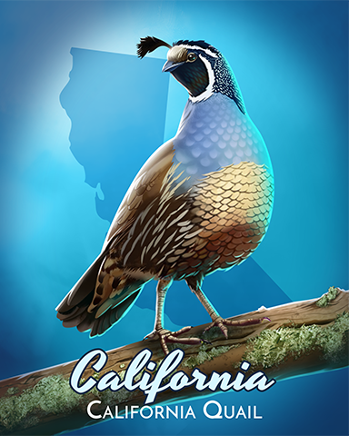 California Quail Badge - Aces Up! HD