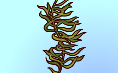 Call For Kelp Badge - Quinn's Aquarium