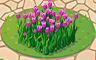 Violet Tulips Badge - Solitaire Gardens