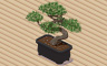 Black Pine Bonsai Badge - Solitaire Gardens