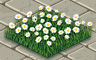 White Daisies Badge - Solitaire Gardens