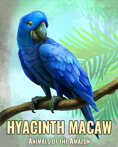 Hyacinth Macaw Badge - Cookie Connect