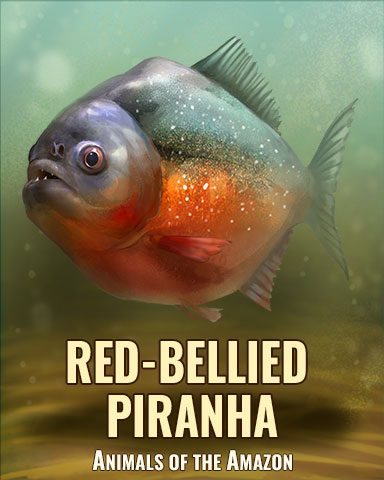 Red-Bellied Piranha Badge - Quinn's Aquarium