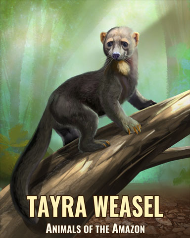 Tayra Weasel Badge - Word Search Daily HD