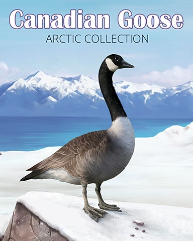 Canadian Goose Arctic Animals Badge - Canasta HD