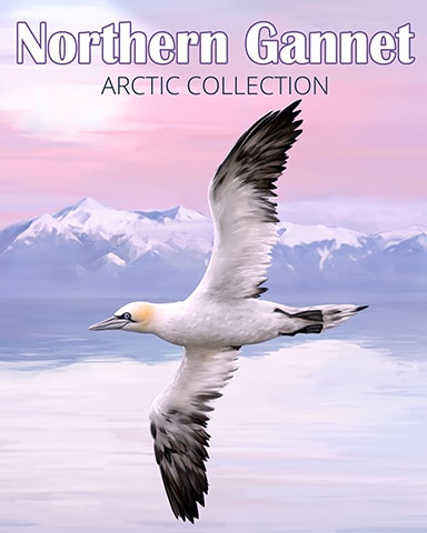 Northern Gannet Arctic Animals Badge - Canasta HD