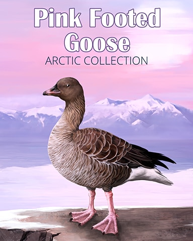 Pink-Footed Goose Arctic Animals Badge - Quinn's Aquarium