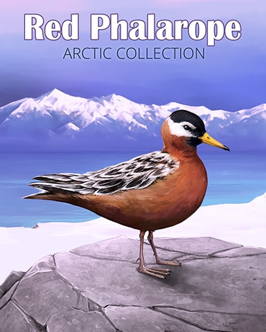 Red Phalarope Arctic Animals Badge - Jungle Gin HD