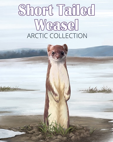 Short-Tailed Weasel Arctic Animals Badge - Claire Hart: Secret In The Shadows