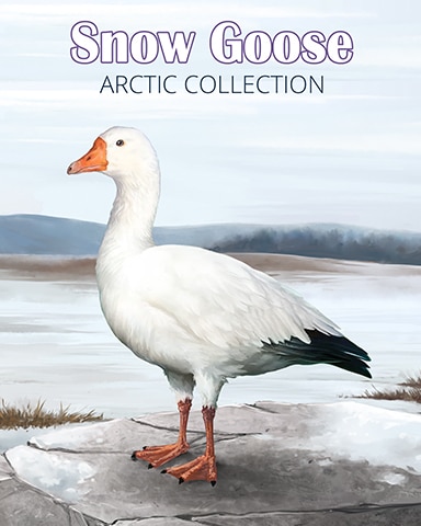 Snow Goose Arctic Animals Badge - Jungle Gin HD