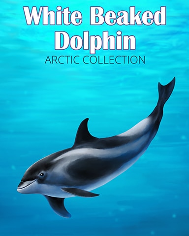 White-Beaked Dolphin Arctic Animals Badge - Snowbird Solitaire