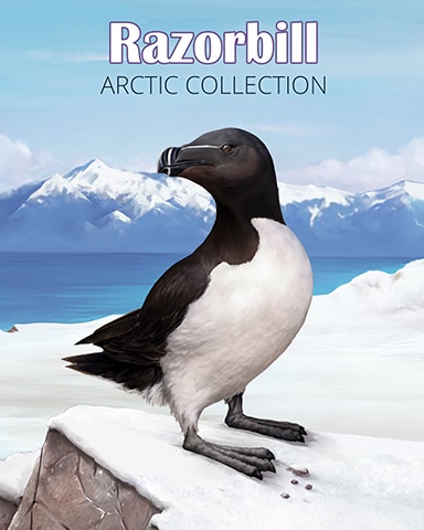 Razorbill Arctic Animals Badge - Word Search Daily HD
