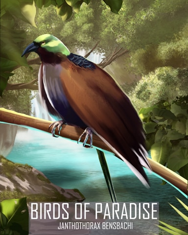 Bensbach's Birds Of Paradise Badge - Spades HD