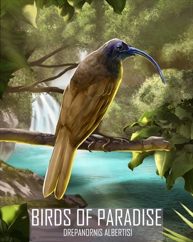 Black-Billed Sicklebill Birds Of Paradise Badge - Crossword Cove HD