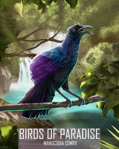 Curl-Crested Manucode Birds Of Paradise Badge - First Class Solitaire HD