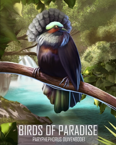 Duivenbode's Riflebird Birds Of Paradise Badge - Snowbird Solitaire