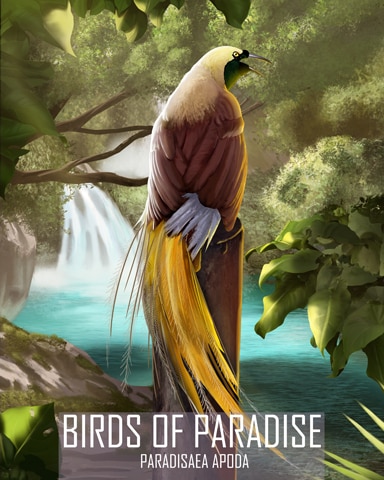 Greater Bird-of-Paradise Birds Of Paradise Badge - Jungle Gin HD