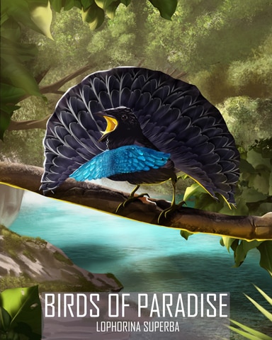 Superb Bird-of-Paradise Birds Of Paradise Badge - Canasta HD