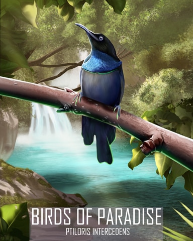 Growling Riflebird Birds Of Paradise Badge - First Class Solitaire HD