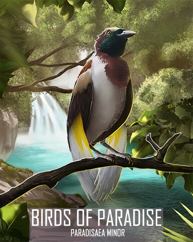 Lesser Bird-of-Paradise Birds Of Paradise Badge - Tri-Peaks Solitaire HD