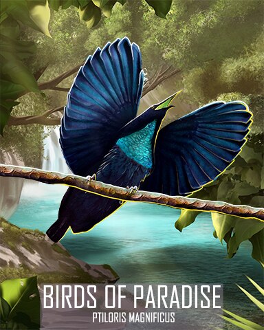 Magnificent Riflebird Birds Of Paradise Badge - World Class Solitaire HD
