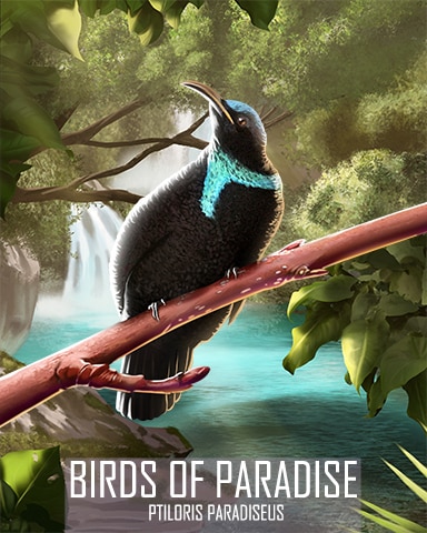 Paradise Riflebird Birds Of Paradise Badge - Word Whomp HD