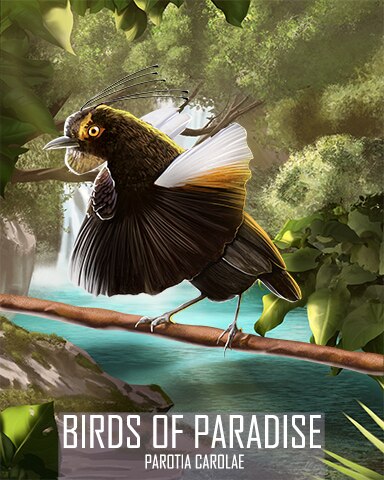 Queen Carola's Parotia Birds Of Paradise Badge - Rainy Day Spider Solitaire HD