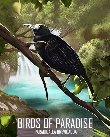 Short-Tailed Paradigalla Birds Of Paradise Badge - Canasta HD