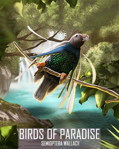Standardwing Bird-of-Paradise Birds Of Paradise Badge - Tri-Peaks Solitaire HD