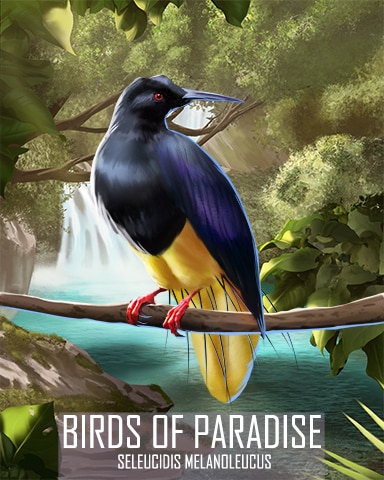 Twelve-Wired Bird-of-Paradise Birds Of Paradise Badge - Canasta HD