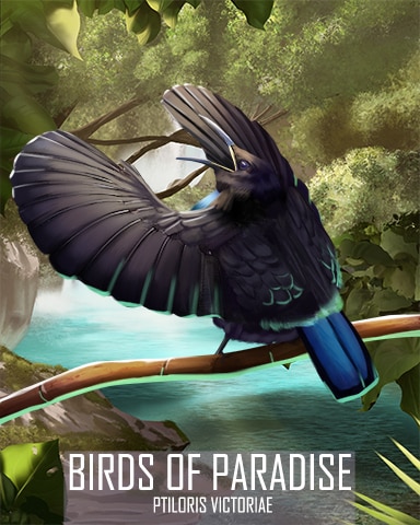 Victoria's Riflebird Birds Of Paradise Badge - Poppit! Bingo