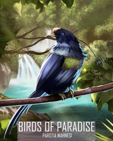 Wahnes's Parotia Birds Of Paradise Badge - Spades HD