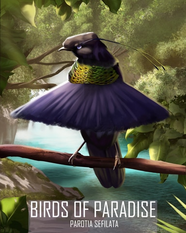 Western Parotia Birds Of Paradise Badge - First Class Solitaire HD