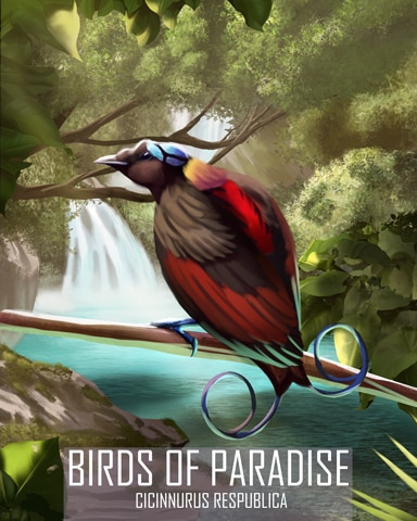 Wilson's Bird-of-Paradise Birds Of Paradise Badge - Word Whomp HD
