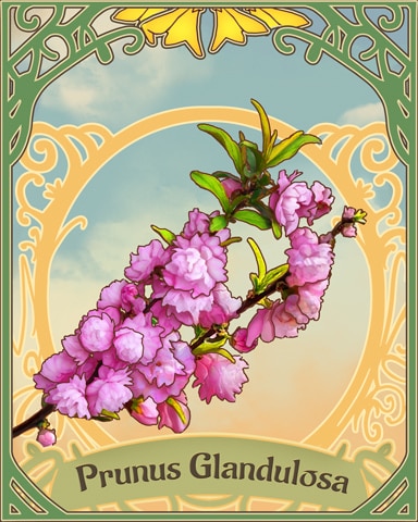 Dwarf Flowering Almond Blooms Of Spring Badge - Spades HD