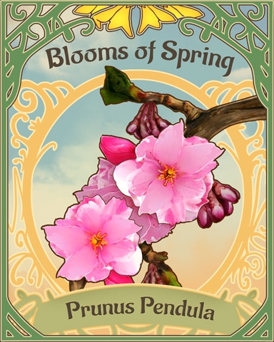 Weeping Cherry Blooms Of Spring Badge - Poppit! Bingo