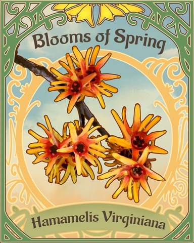 Witch Hazel Blooms Of Spring Badge - Jet Set Solitaire