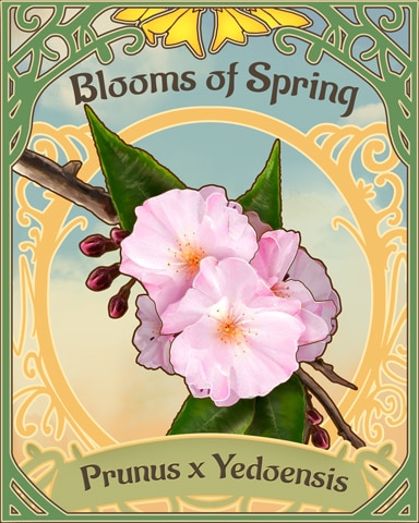 Yoshino Cherry Blooms Of Spring Badge - First Class Solitaire HD