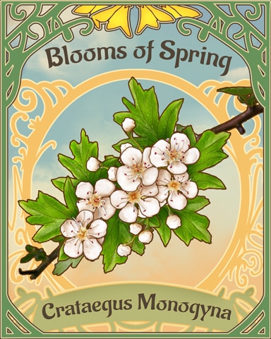 Hawthorn Blooms Of Spring Badge - Spades HD