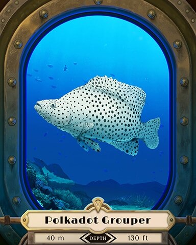 Polkadot Grouper Deep Sea Creatures Badge - World Class Solitaire HD