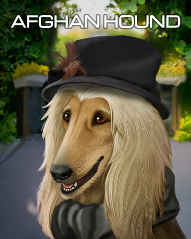 Afghan Hound Dogs In Disguise Badge - Canasta HD