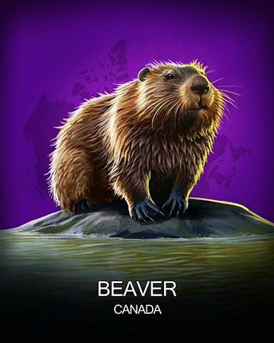 Beaver National Animals Badge - Quinn's Aquarium Beaver National Animals Badge - Quinn's Aquarium