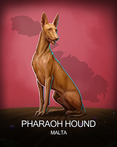 Pharoah Hound National Animals Badge - Aces Up! HD