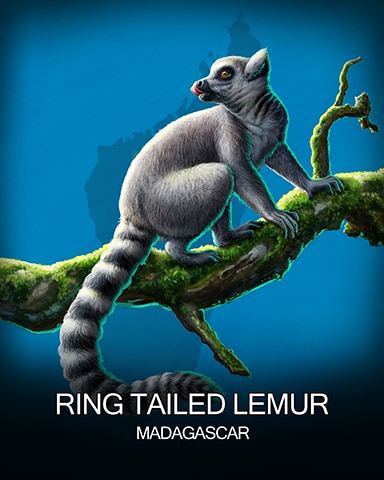 Ring Tailed Lemur National Animals Badge - Thousand Island Solitaire HD Ring Tailed Lemur National Animals Badge - Thousand Island Solitaire HD