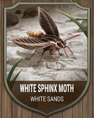 White Sands Sphinx Moth National Parks Badge - Canasta HD